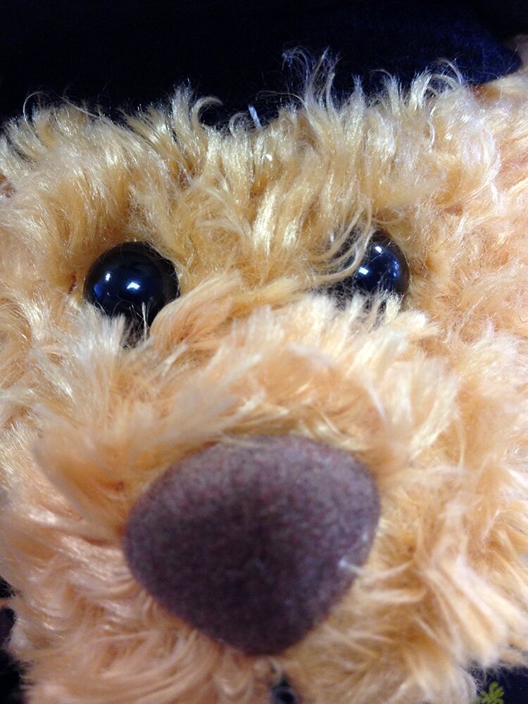 Tarubear Profile Picture