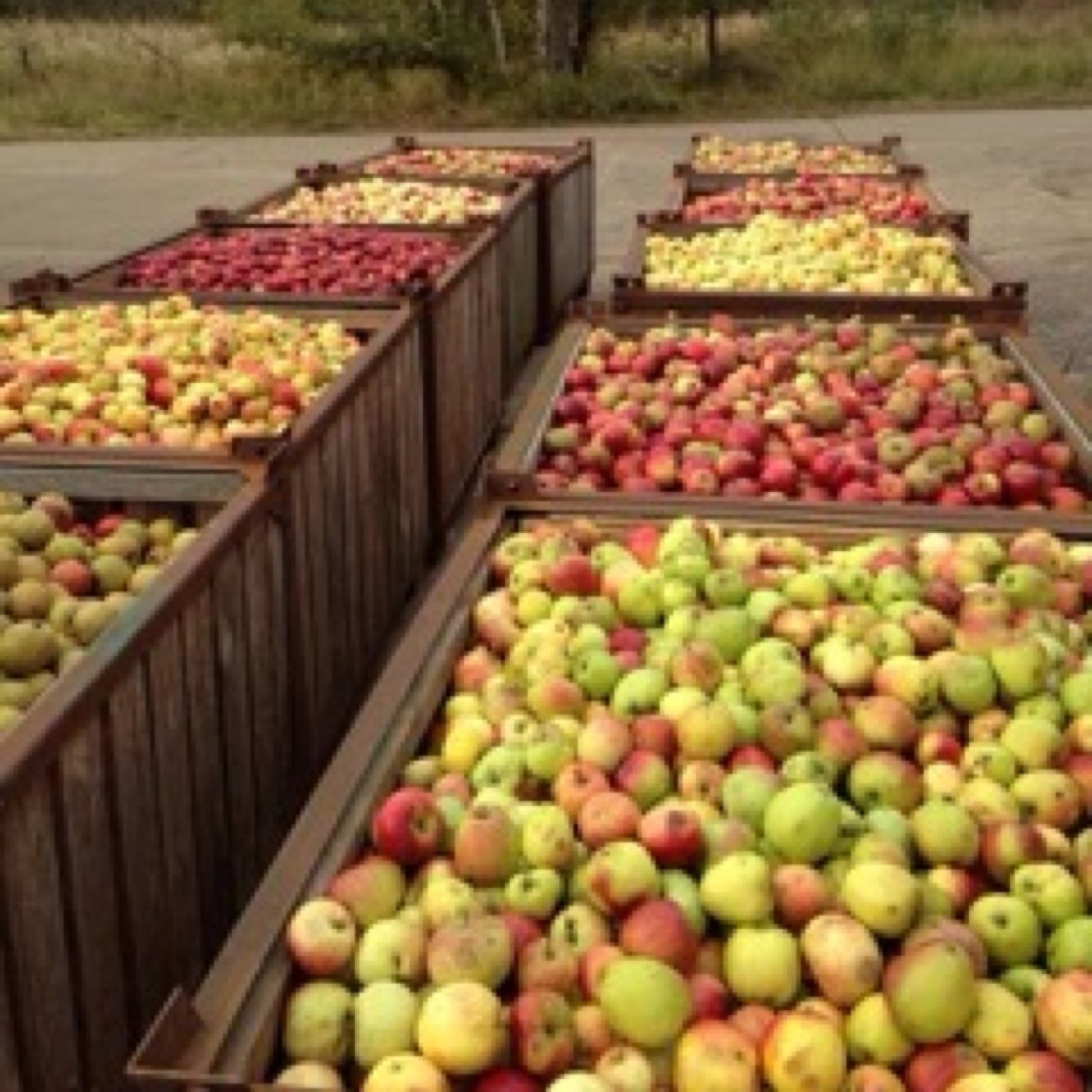 Mosterei_Ruegen's profile picture. Saison 2017 11.September bis 04.November Wochentags Mo-Fr. 09.00 - 17.00 und Sa. 09-12.00 Uhr Tel.01714904950 01714544491