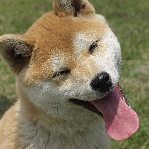 笑顔になれる画像さんのプロフィール画像