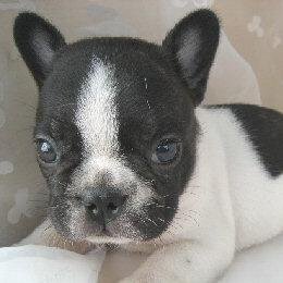 Frenchie_Loveさんのプロフィール画像