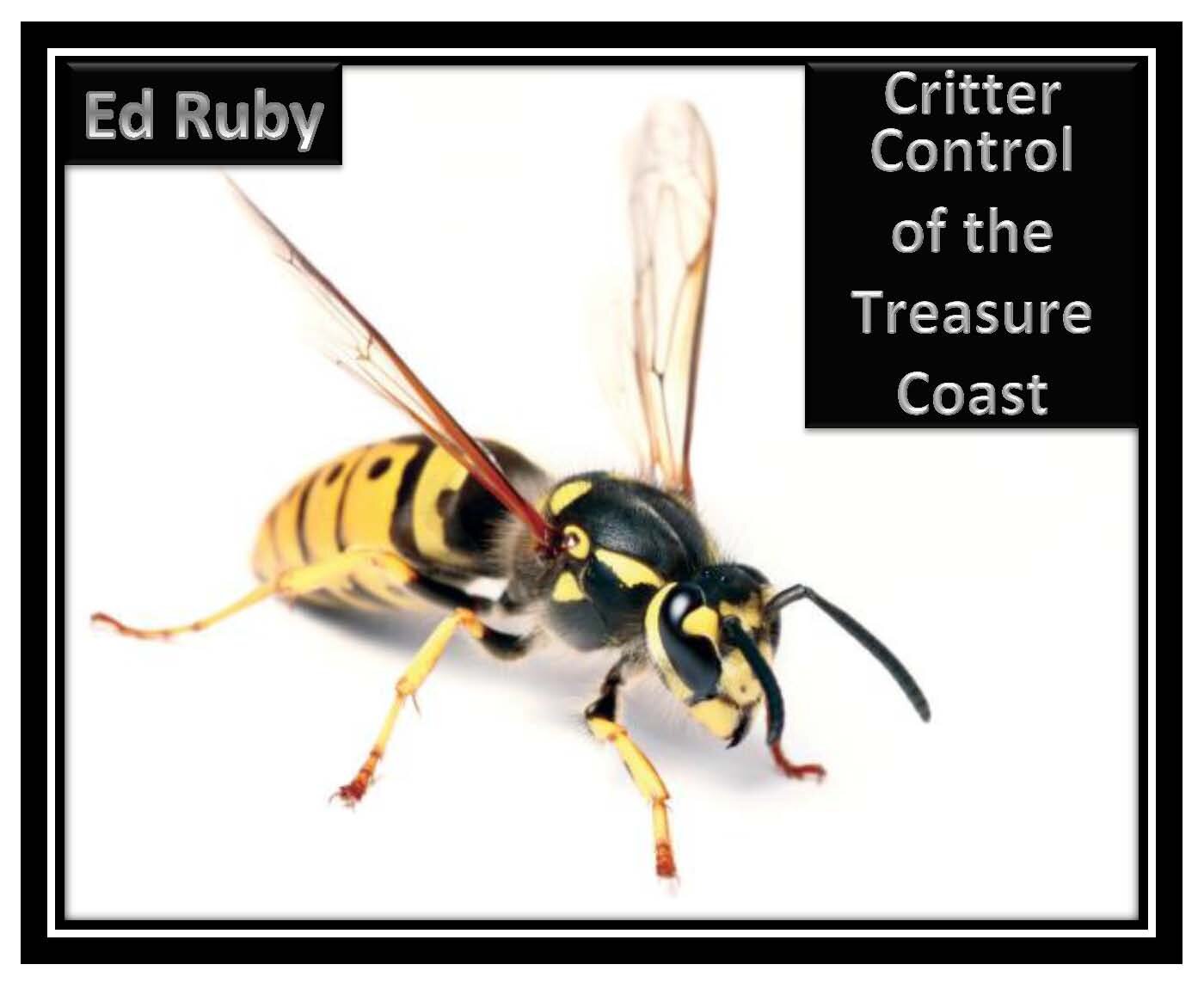 Critter Control, wildlife and pest insect controls and damage remediation franchise, operating in the Treasure Coast of Florida.