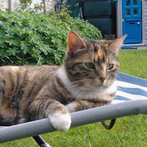 meggymoohoo's profile picture. 