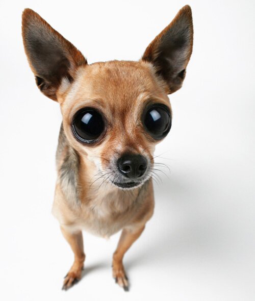 animalawesome's profile picture. Animal Awesome - your daily furry news and interesting animal story site!