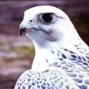 ANWAR FAREED - @anwarfareed62 - Twitter