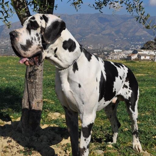 Dogos Alemanes/Gran Danes. Apasionado a estos animales. Amante de esta raza.