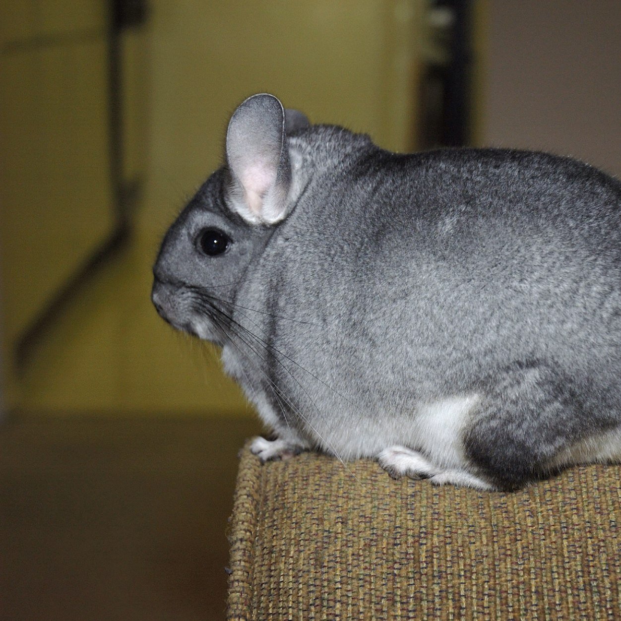 TrudyBooty69's profile picture. I love you Patty. Forever. Ps thats my chinchilla.
Mowin' on the lawn of life