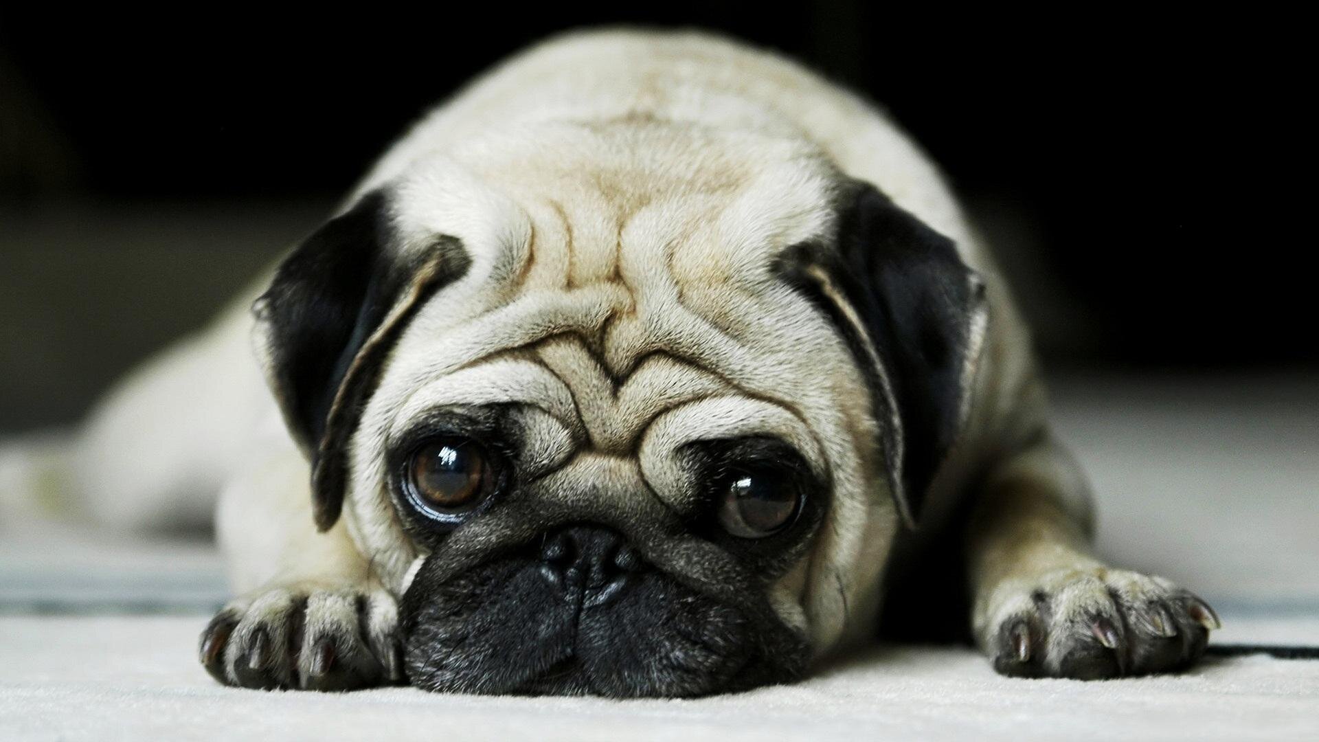 Hi guys! I'm the little bundle of energy that Alfie wants so please help me get into his house and his heart!3