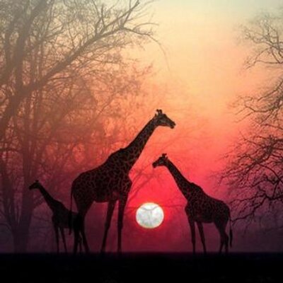 Profile Picture of Amy Lemke (@smallestgiraffe) on Twitter