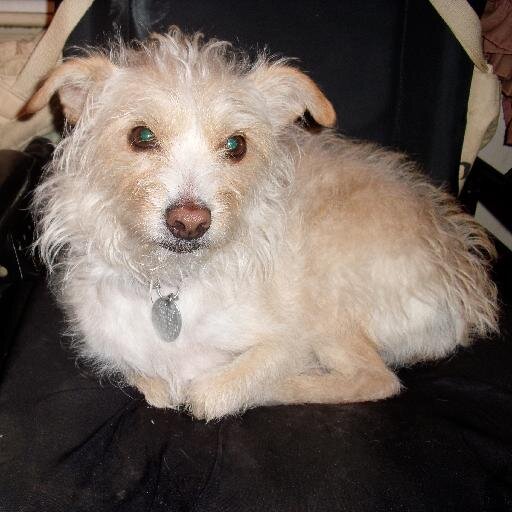 Profile pic is my 11-y.o. fur child. I'm retired/disabled and a widower after 31.5 years of marriage. Trained as a scientist in genetics,comp sci, still trying.