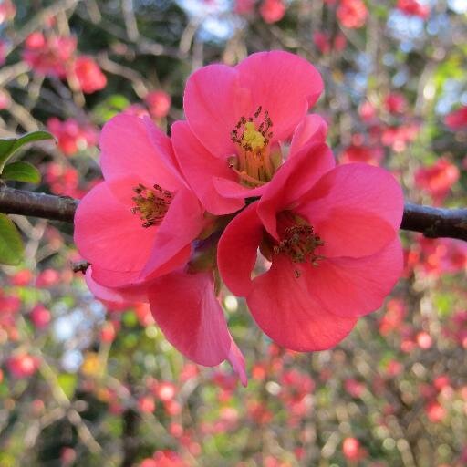 ldjranch's profile picture. #DeSantis2028 #Israel #2A  #ProLife