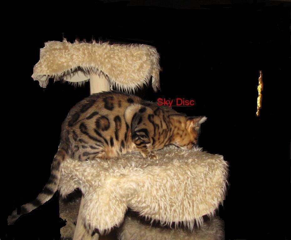 BengalCats breeder