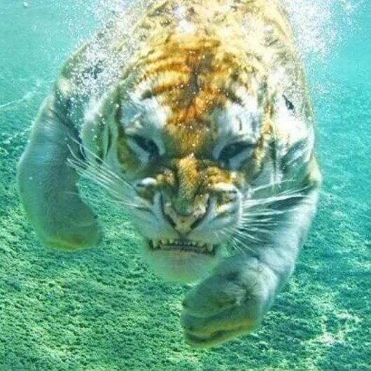 shardaejohnson4's profile picture. ♡