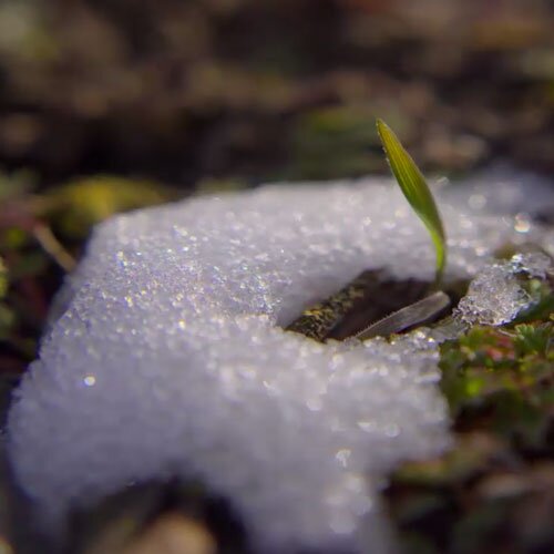 daysuntilspring's profile picture. Winter is too damn long.