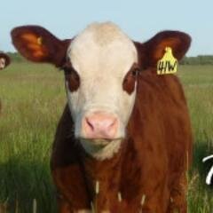 Official Twitter Feed of the Manitoba Hereford Association