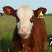 Manitoba Hereford Association (@mbhereford) 's Twitter Profile