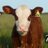 MBHereford's profile image