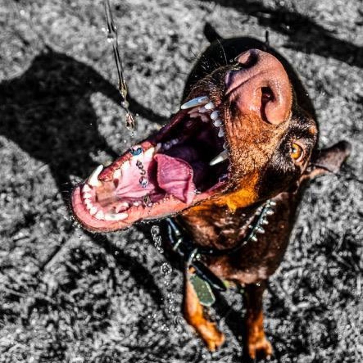 Twitter dedicado a la raza de perros doberman,fotos y comentarios! Mandanos tus fotos para publicarlas al correo dobermanfans47@gmail.com