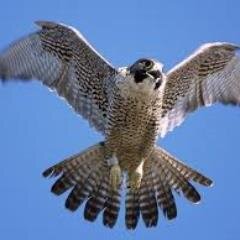 Falconpride3's profile picture. 