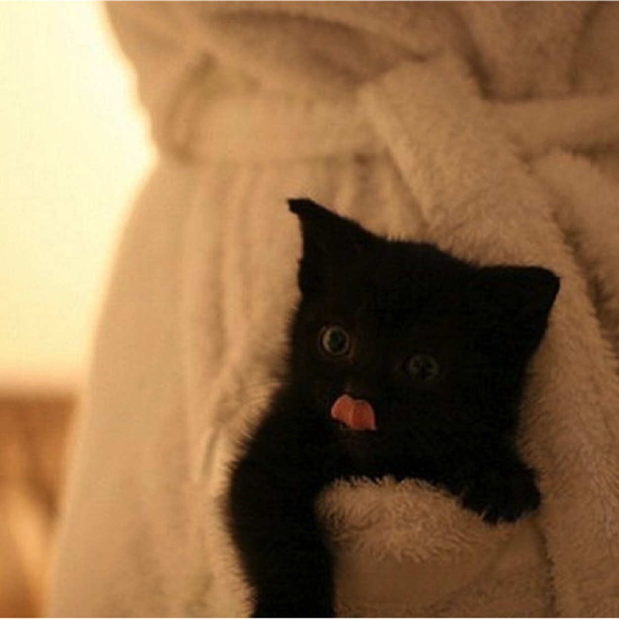 Only the cutest animal pics around!! Follow us!❤️❤️