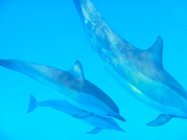 TheCarlosCunha's profile picture. 