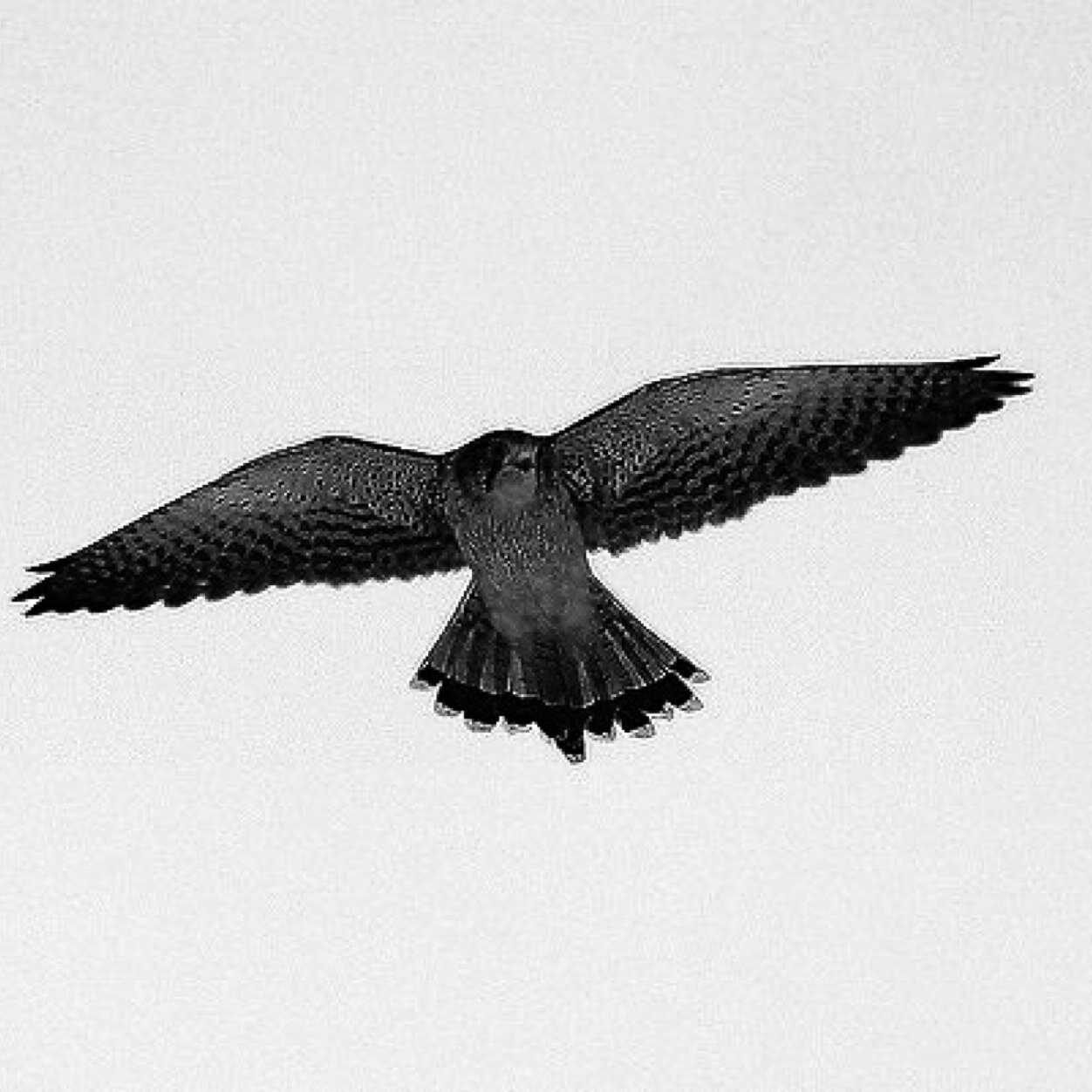 Falconhover's profile picture. 