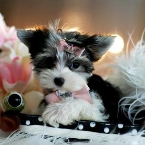PLANET LOOA is an Online Pet Boutique created with passion and love for your furry babies. You know...the ones that never take a day off from loving YOU! Woof!