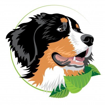 Bernese Mountain Dog Owner, Breeder, & Handler! BMD Bernese Education, Adoption, Health & Nutrition, Training, Breeder Assistance, & FUN! #berneseoftherockies