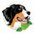 BerneseColorado's profile image