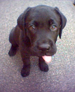 I'm a black Lab from the southern part of Sweden. Love humans...and food! And I have tons of energy...