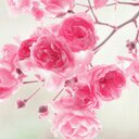 Madison Surber - @Maddie_Surber - Twitter