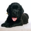 Luann The Pup - @LuannKelleyMilb - Twitter