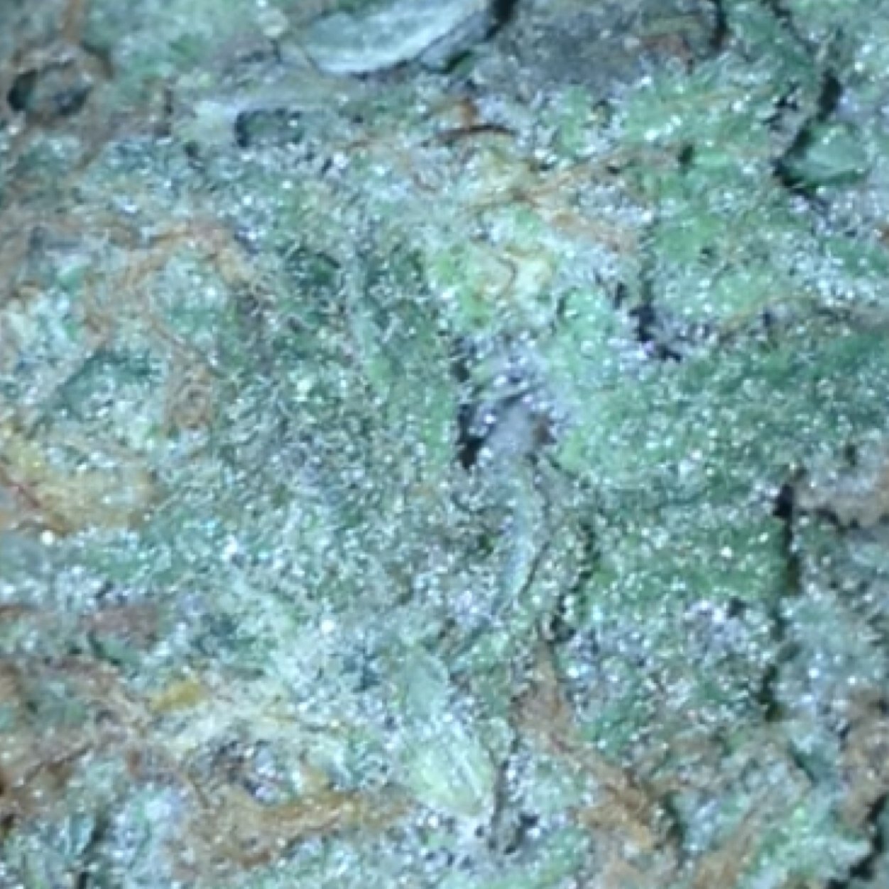 Internationally followed amateur cannabis historian. Thanks for the follow, I appreciate it. I love the grateful dead. (~):} victim of the war on drugs