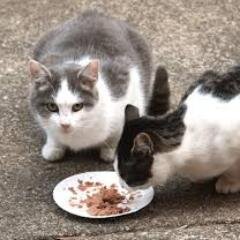 The Stray Cats of Bridgewater made a Twitter. WE SEE ALL. BSU wouldn't wanna be affiliated w/me