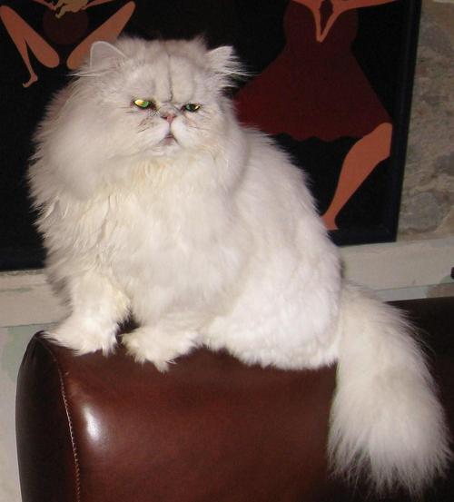 ShamisStar's profile picture. 