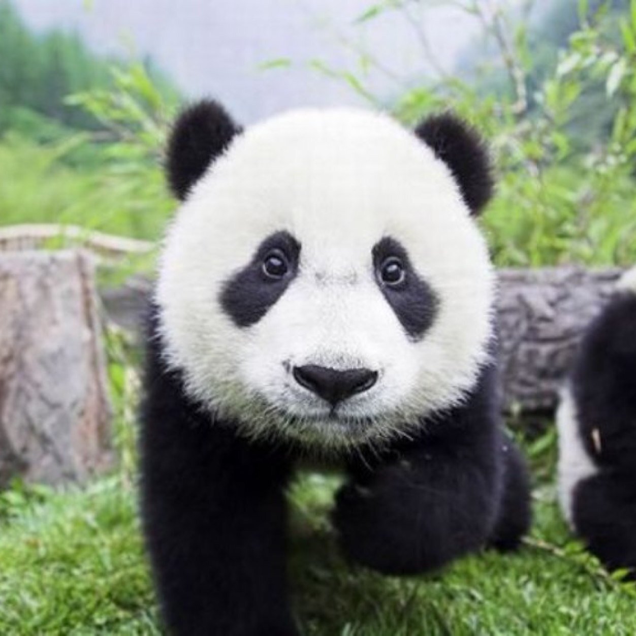 Love pandas #so_cute