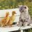 animals4u's profile image