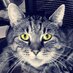 Furr The Studio Cat (@furrstudiocat) Twitter profile photo