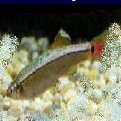 netminnow Profile Picture