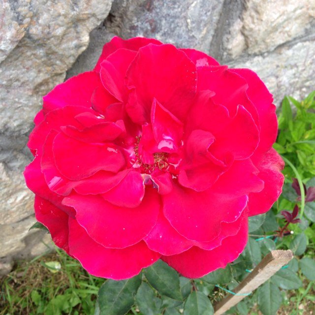 LucySan1111's profile picture. ***