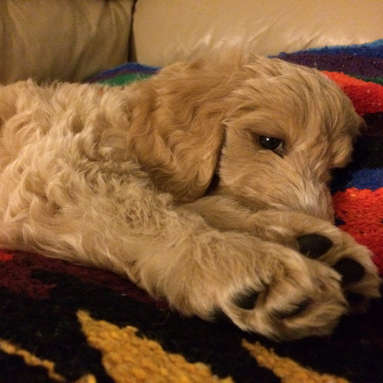 zugbart's profile picture. 