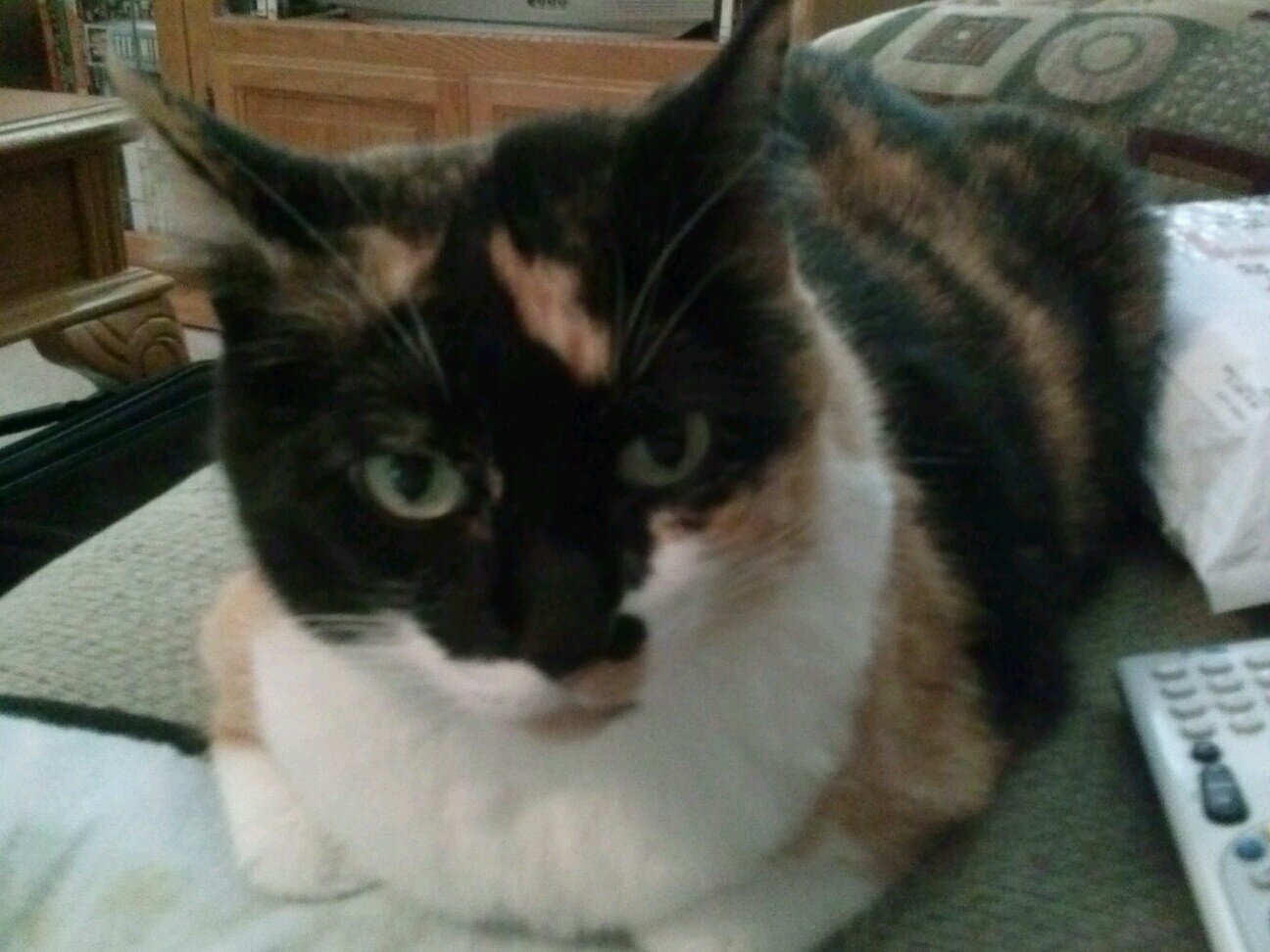 TerriCurless's profile picture. 