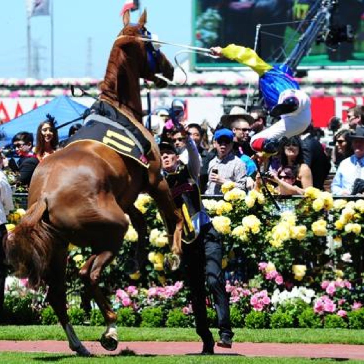 Group 1 Winner, go the Trash!