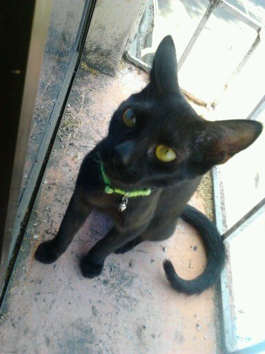 Existencia, Reencarnación puede ser.. ROCK - METAL ♪ Amante de gatos // Creo en lo que siento