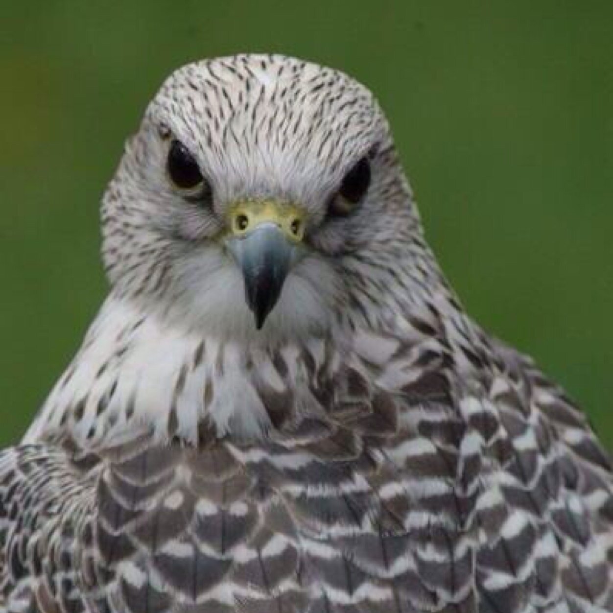 7loaliAli's profile picture. 