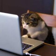 Graphic design, photography, cats. Avid twitter user.