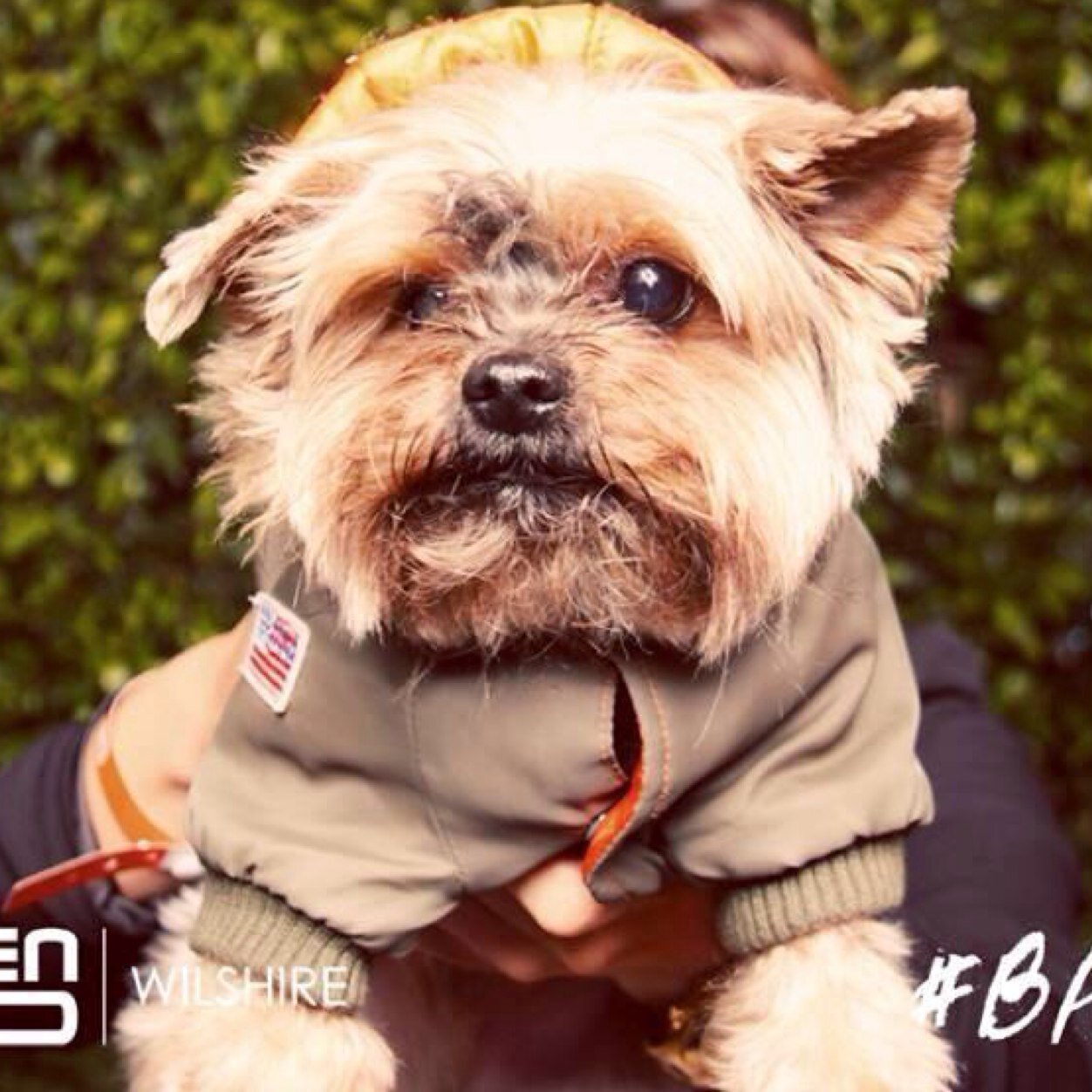 | spokespup for @marybethsales | director of pet relations @kimpton los angeles | dogfather of the #woofpack | dodging pawparazzi
