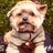 BusbyTheYorkie's profile image