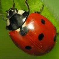 Robinia Bracegirdle (@robinia6424) 's Twitter Profile