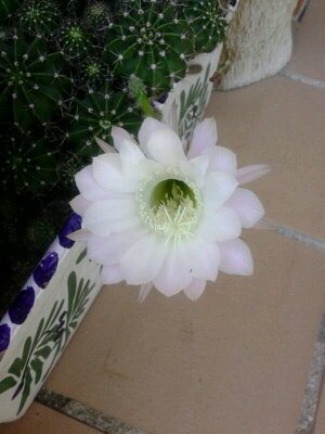 herboelmonte's profile picture. Herbolario El Monte, C/ Afonso Martínez Conde nº 1. Madrid. Dietética, Cosmética natural, hierbas, productos naturales. Si no lo encuentras te lo buscamos