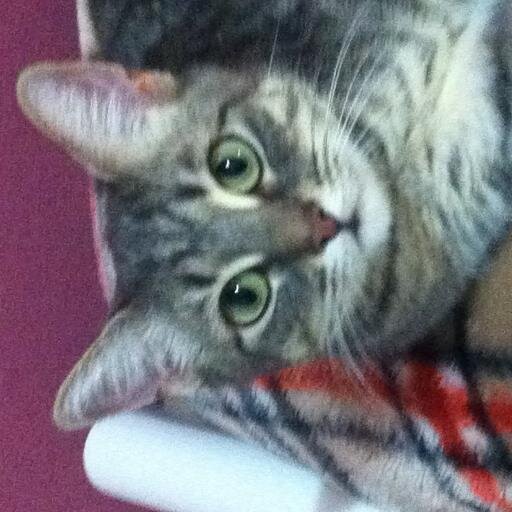 cemishka13's profile picture. 